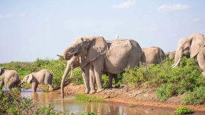 12 Days Explore Kenya Safari