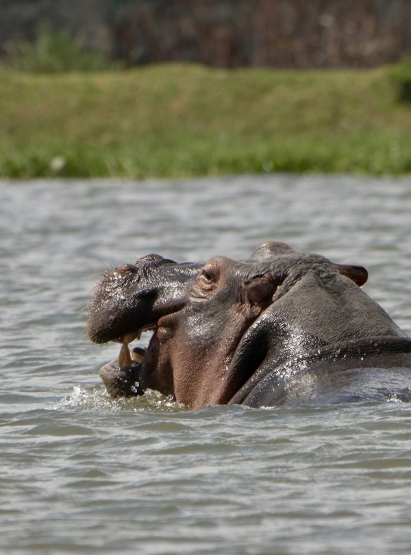 Lake Naivasha
