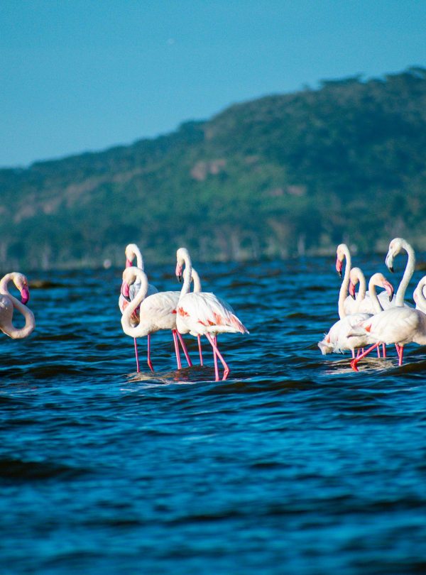Lake Nakuru