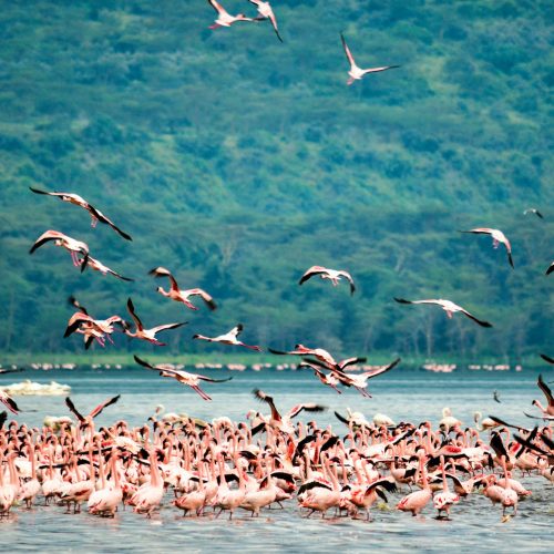 Lake Nakuru National Park