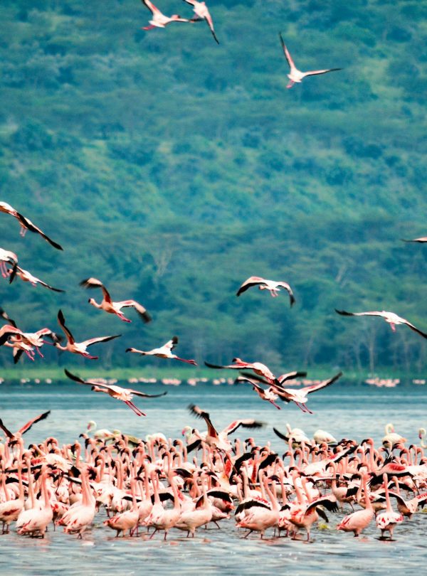 Lake Nakuru National Park