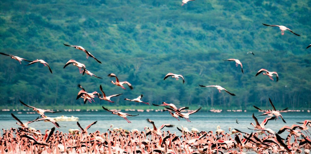 Lake Nakuru National Park