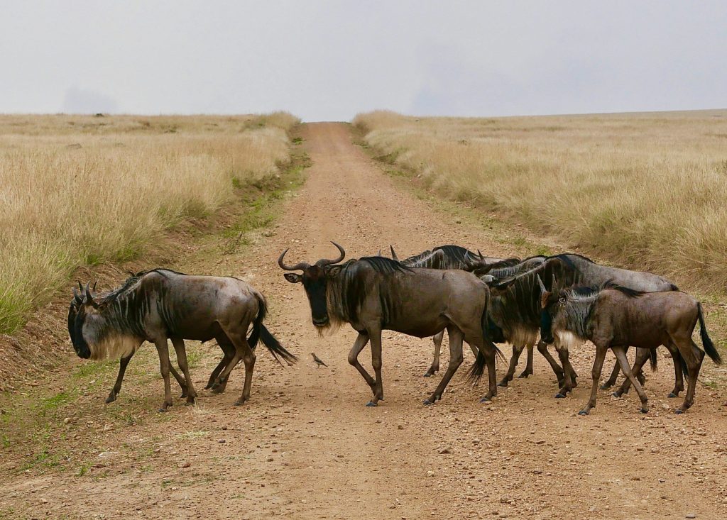 Maasai Mara National Reserve