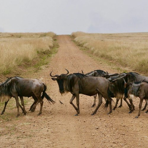 Maasai Mara National Reserve