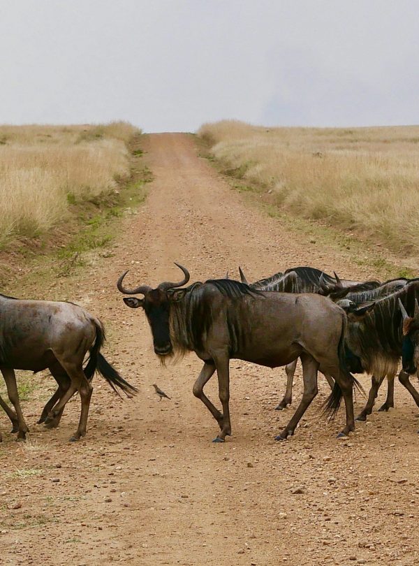 Maasai Mara National Reserve