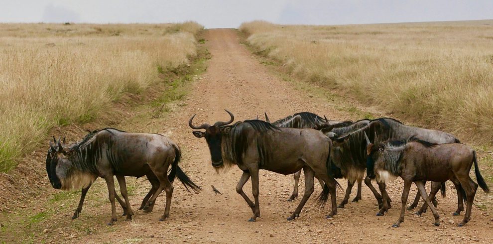 Maasai Mara National Reserve