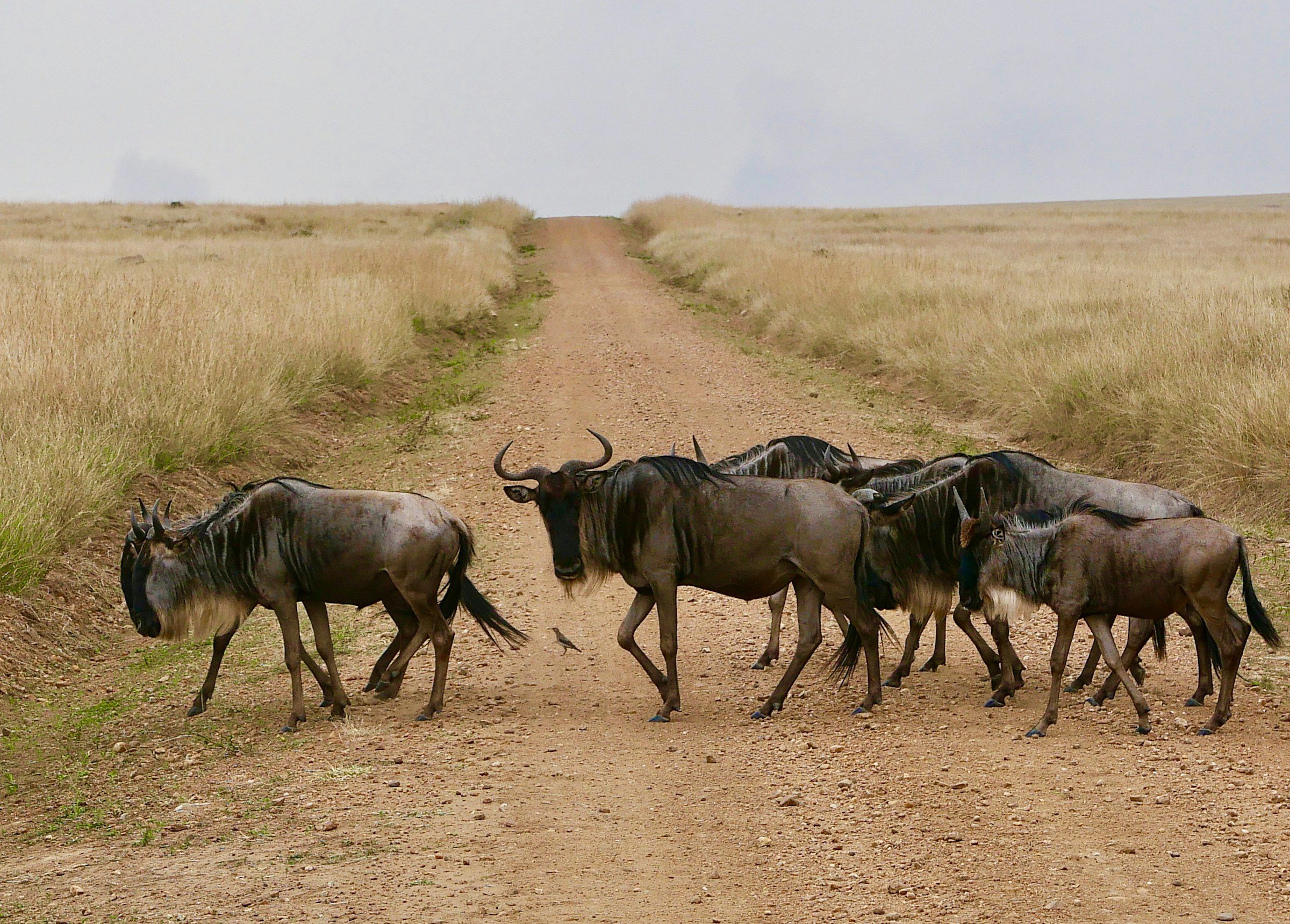 Maasai Mara National Reserve