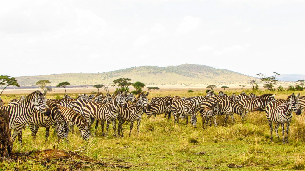 Nairobi → Nakuru → Naivasha → Maasai Mara → Nairobi