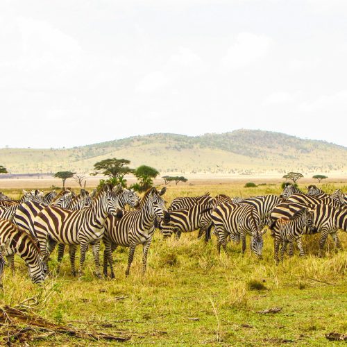 Nairobi → Nakuru → Naivasha → Maasai Mara → Nairobi