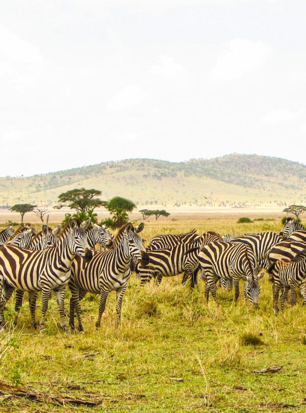 Nairobi → Nakuru → Naivasha → Maasai Mara → Nairobi