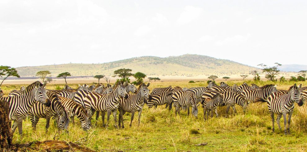 Nairobi → Nakuru → Naivasha → Maasai Mara → Nairobi