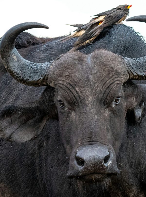 Samburu National Reserve