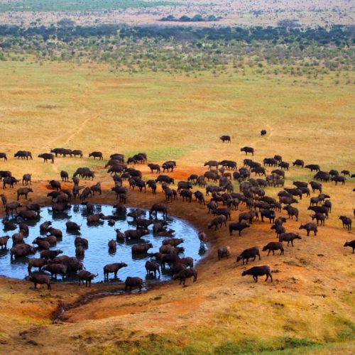 14 Days Birding & Wildlife Safari