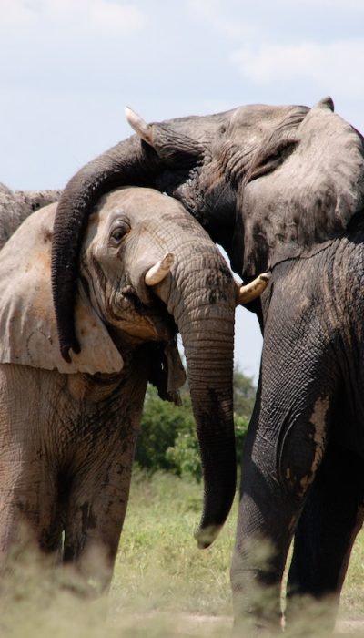 elephants-hugging-kenya-safari