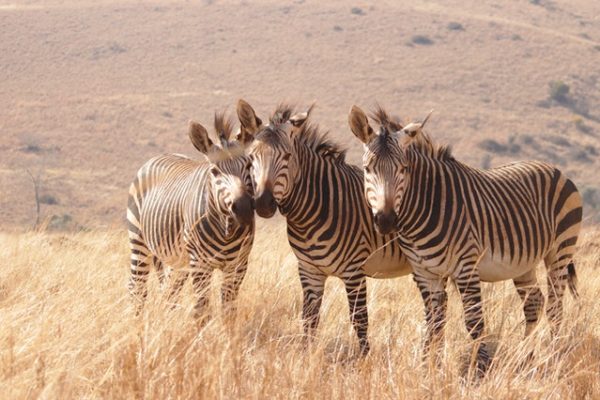 grevy-zebra-samburu