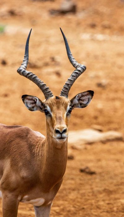 impala-safari-kenya