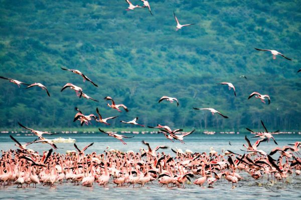 lake-nakuru-flamingos-safari