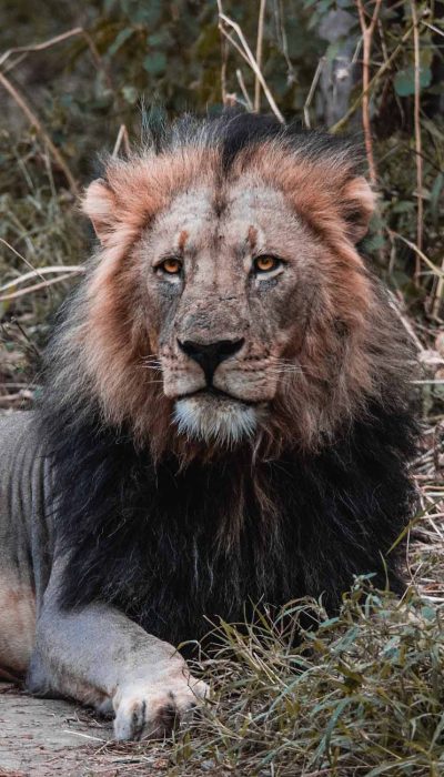 lion-kenya-safari-tour