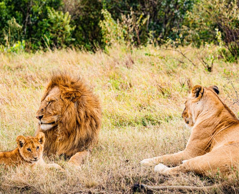 lions-kenya-main-safari
