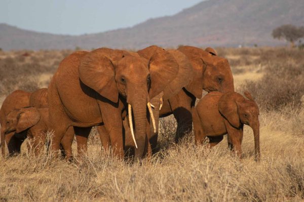tsavo-east-red-soiled-elephants